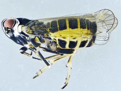 Réf. 288 584 : Hyalesthes obsoletus